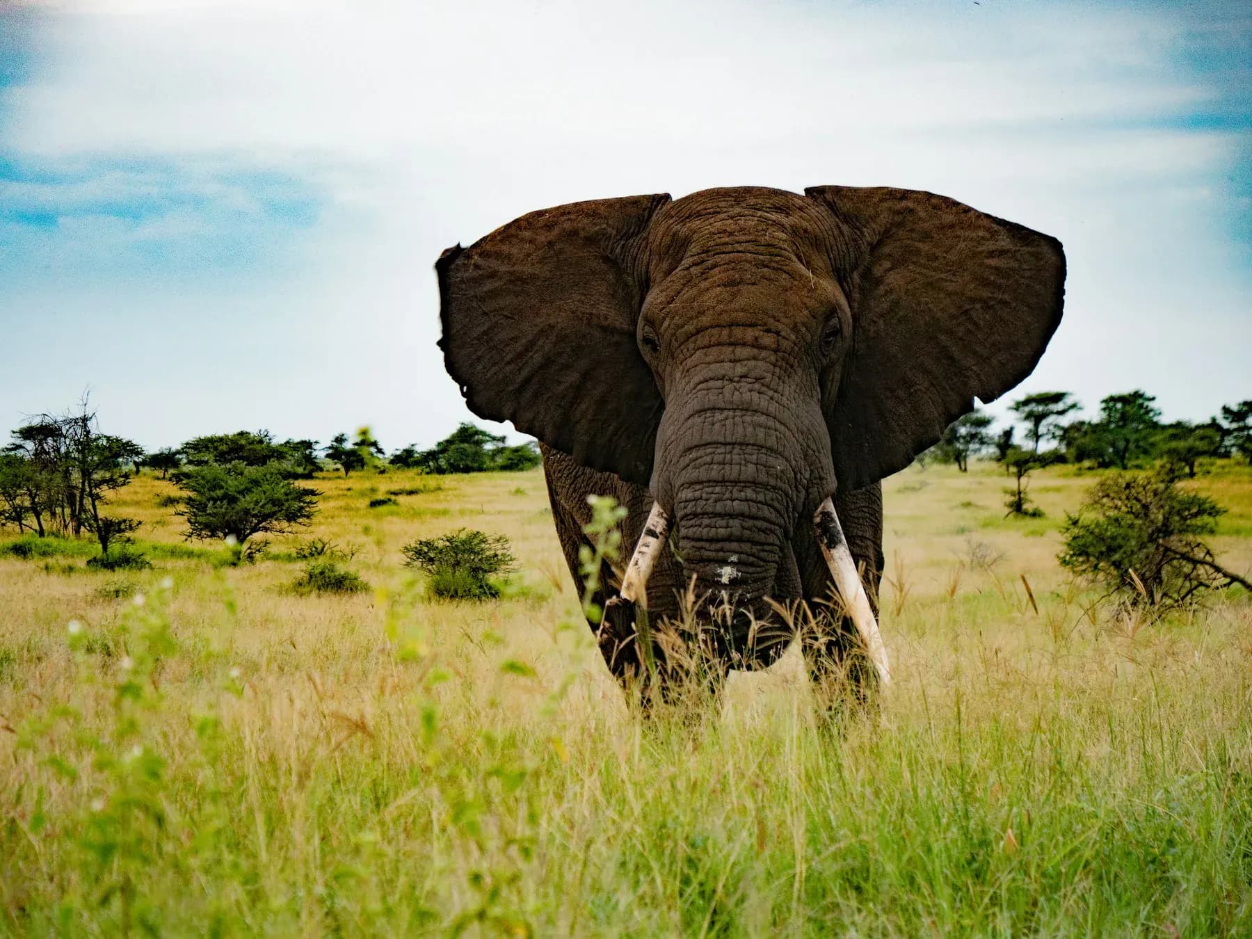 An elephant in the Serengeti grasslands