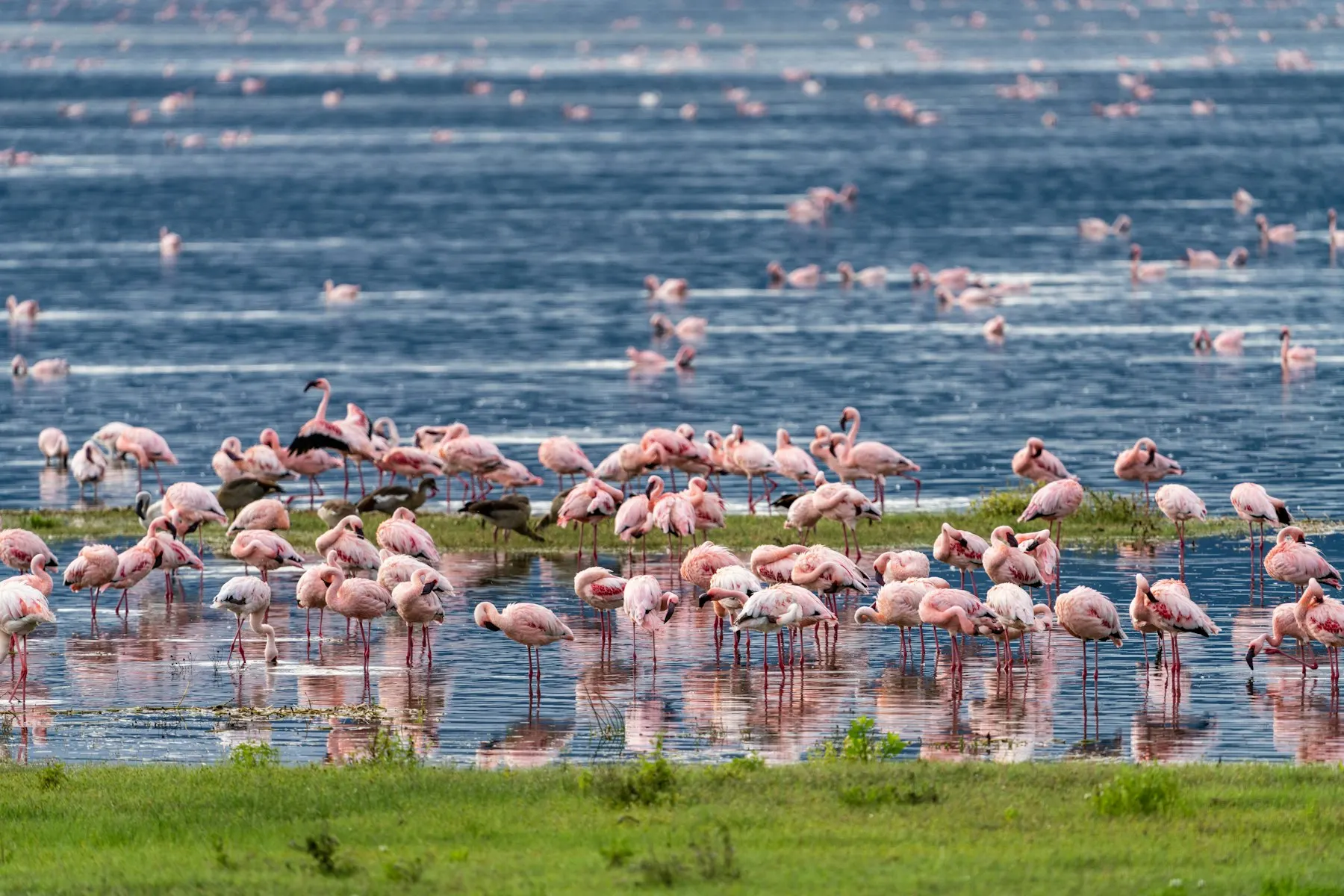Flamingos feeding in shallow water