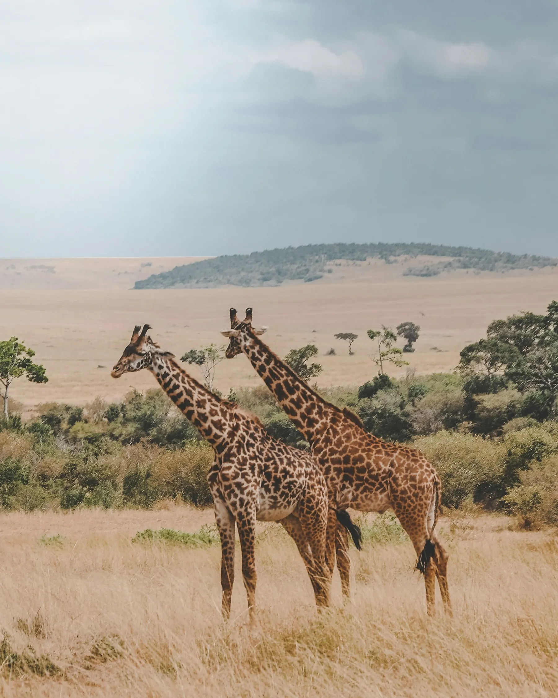 Two giraffes in a savannah landscape