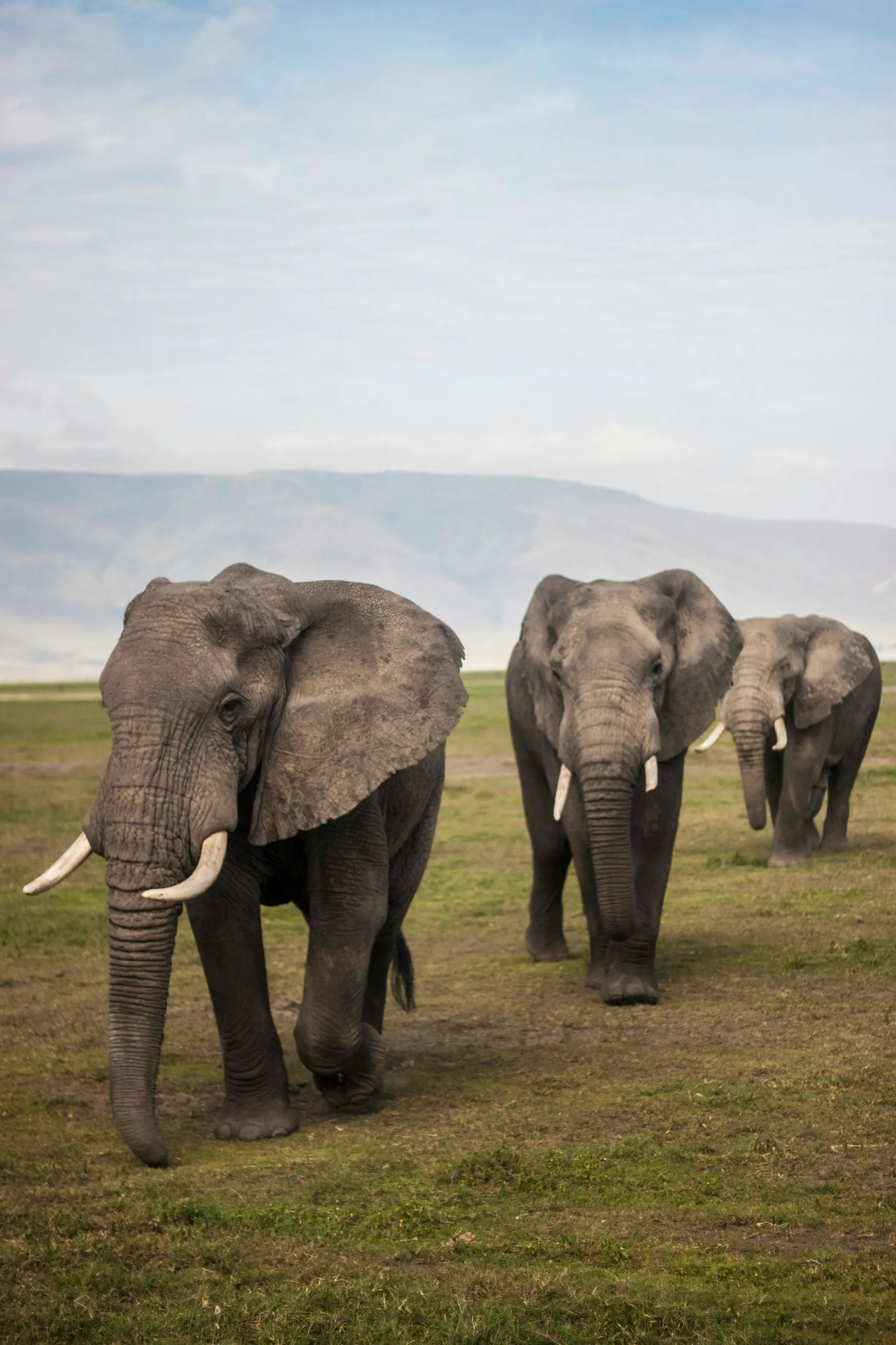 Elephants walking together through grassland