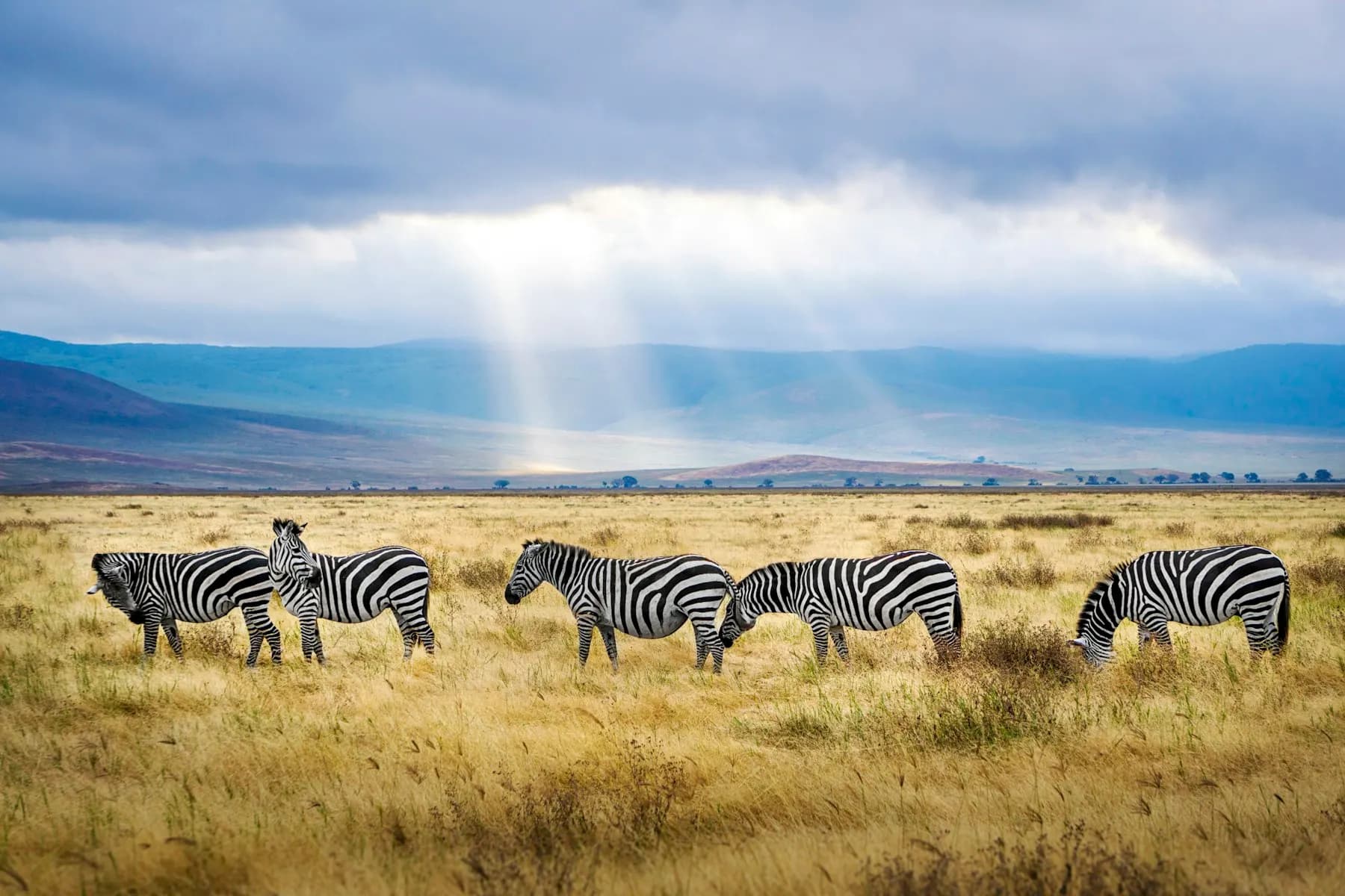 Zebras on grassland under a wide, cloud-filled sky
